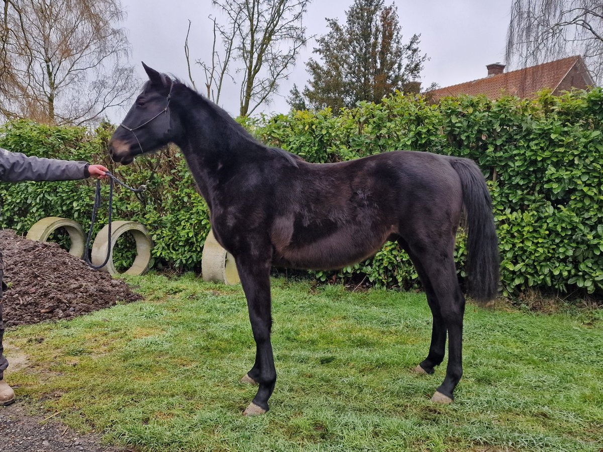 Caballo de deporte belga Semental 2 años Negro in Thuin