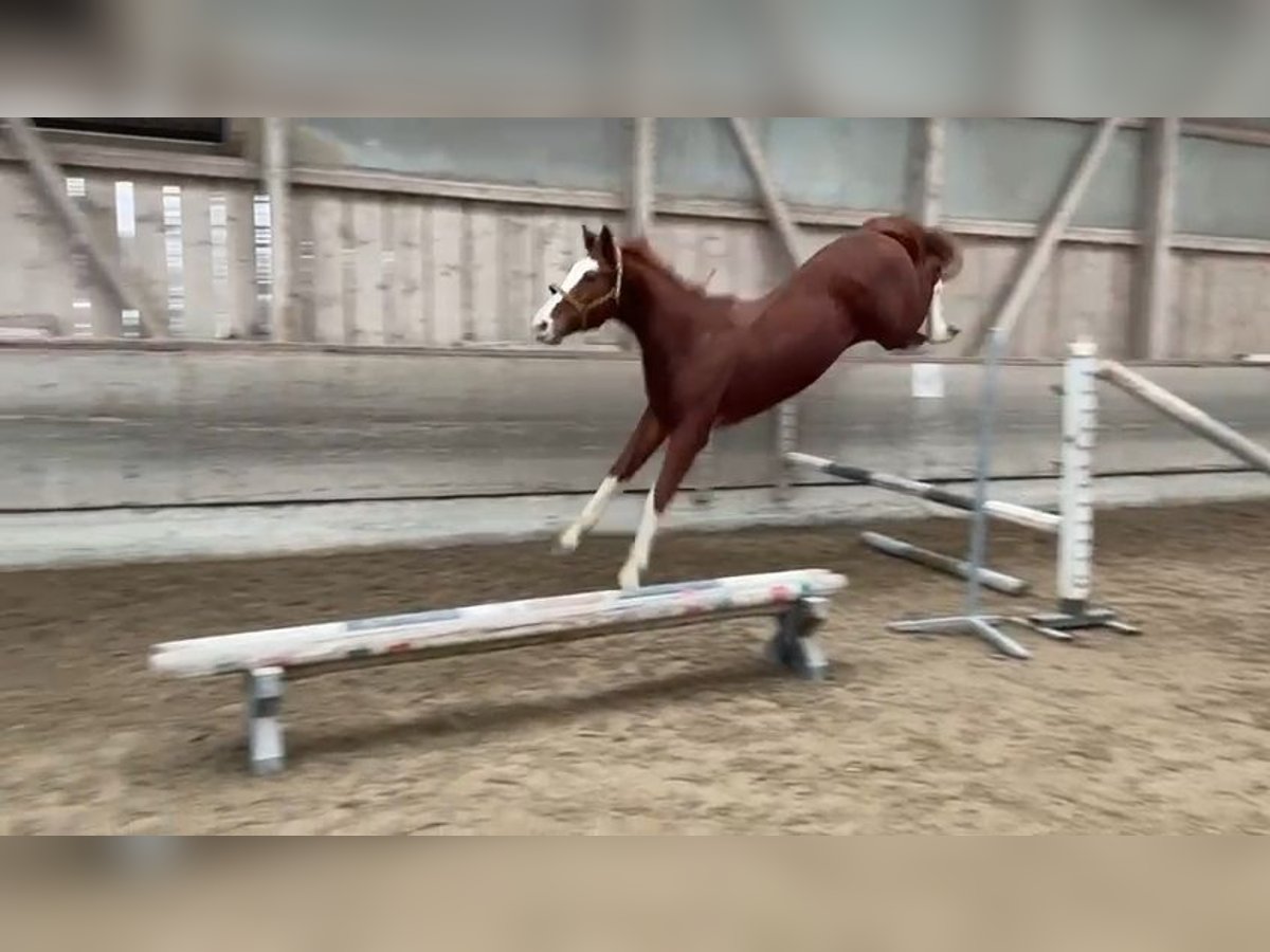 Caballo de deporte belga Semental 3 años 169 cm Alazán in Rankweil