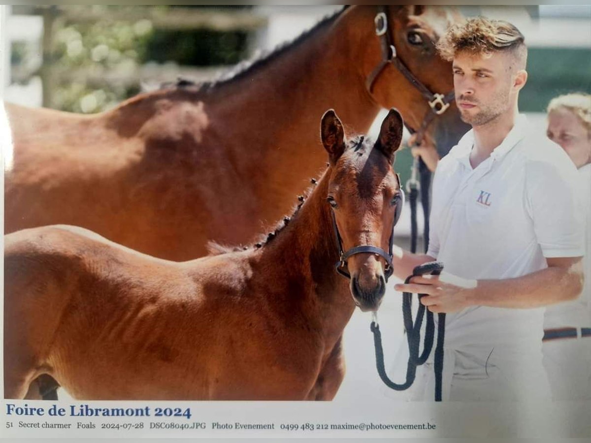 Caballo de deporte belga Semental Potro (05/2024) Castaño in Vielsalm