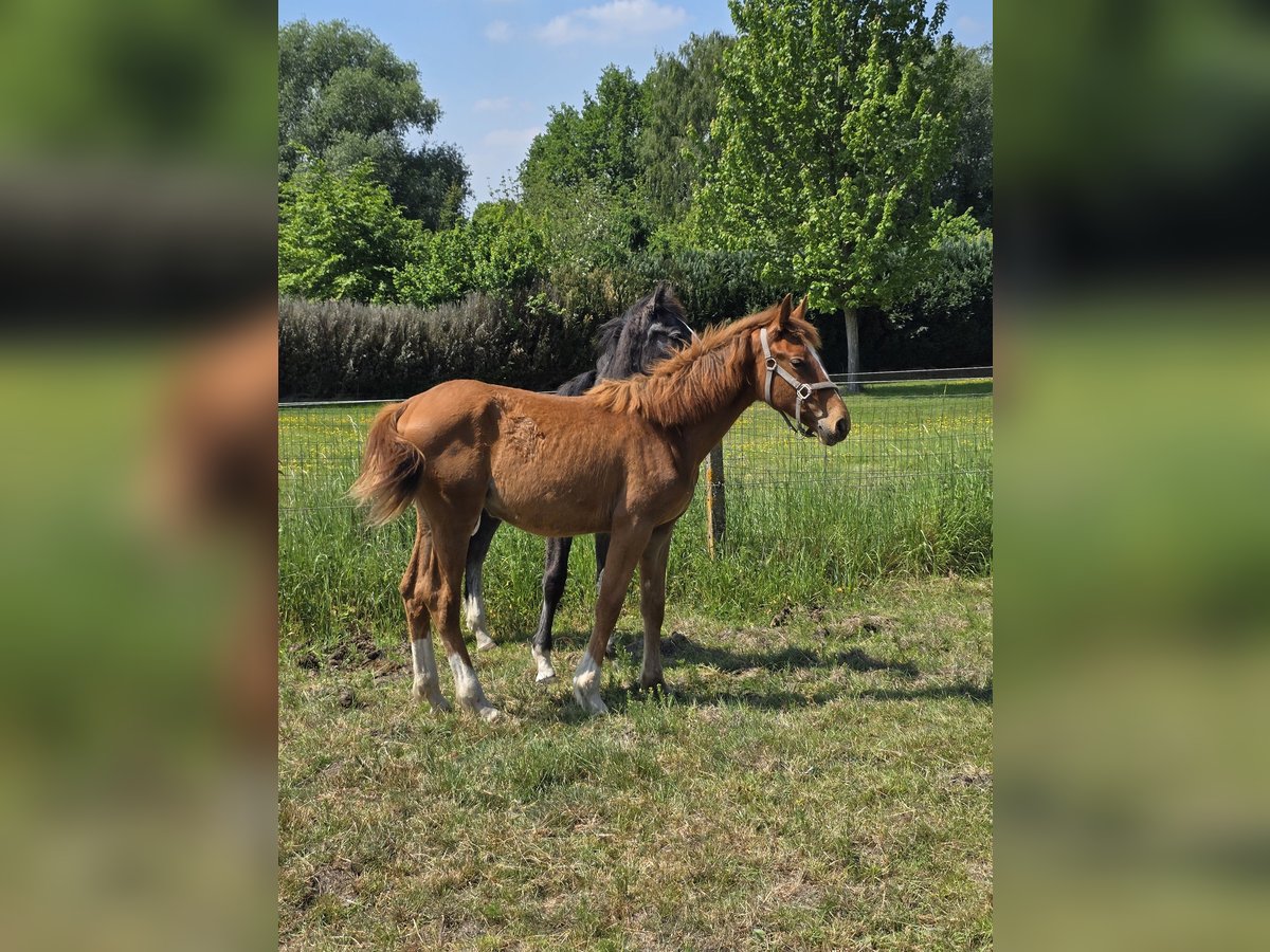 Caballo de deporte belga Yegua 1 año 170 cm Alazán in Ternat