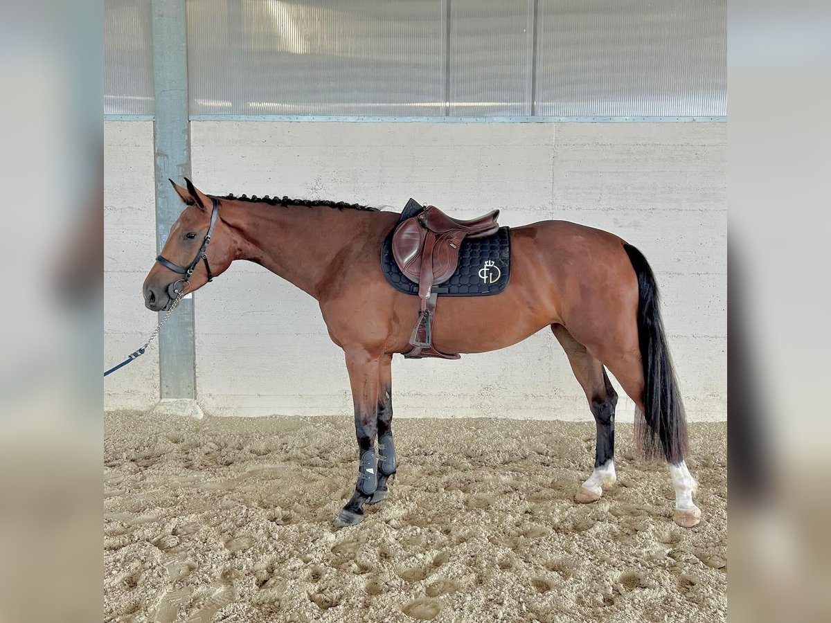 Caballo de deporte belga Yegua 3 años 166 cm Castaño rojizo in Aiello Del Friuli