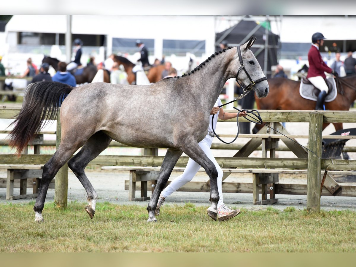 Caballo de deporte belga Yegua 3 años 166 cm Tordo in Marienthal