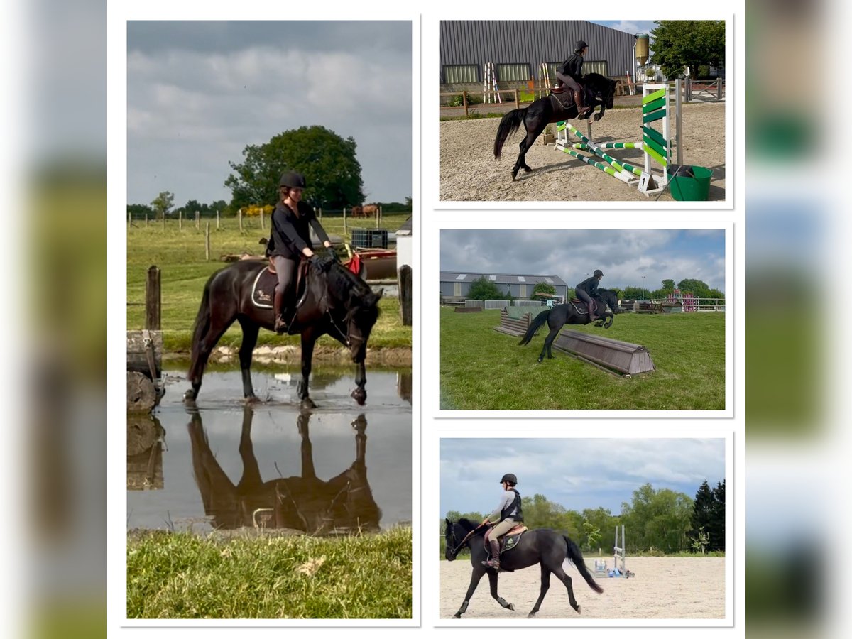Caballo de deporte belga Yegua 5 años 145 cm Negro in Li&#xE8;ge