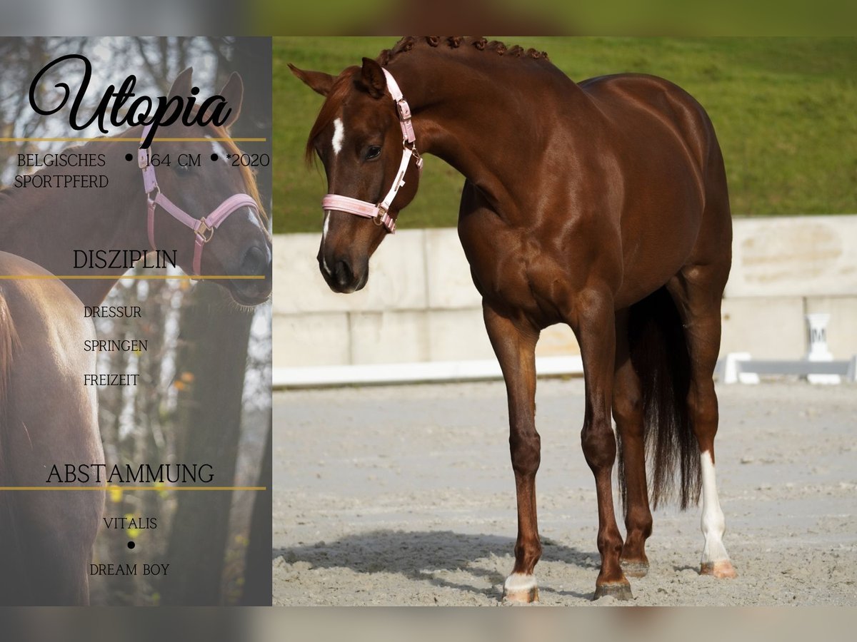 Caballo de deporte belga Yegua 5 años 164 cm Alazán-tostado in Nettersheim