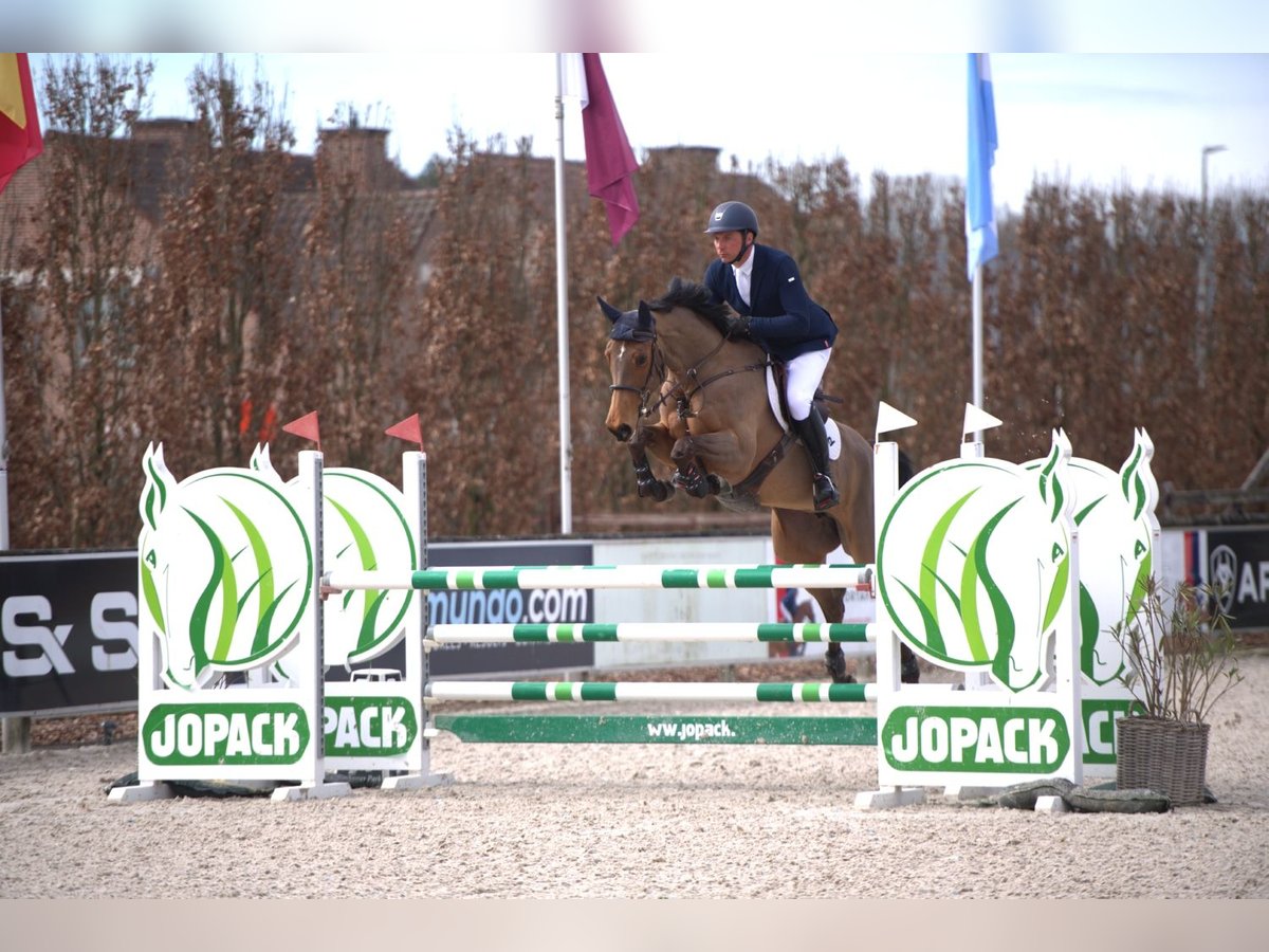 Caballo de deporte belga Yegua 6 años 168 cm in Borlon