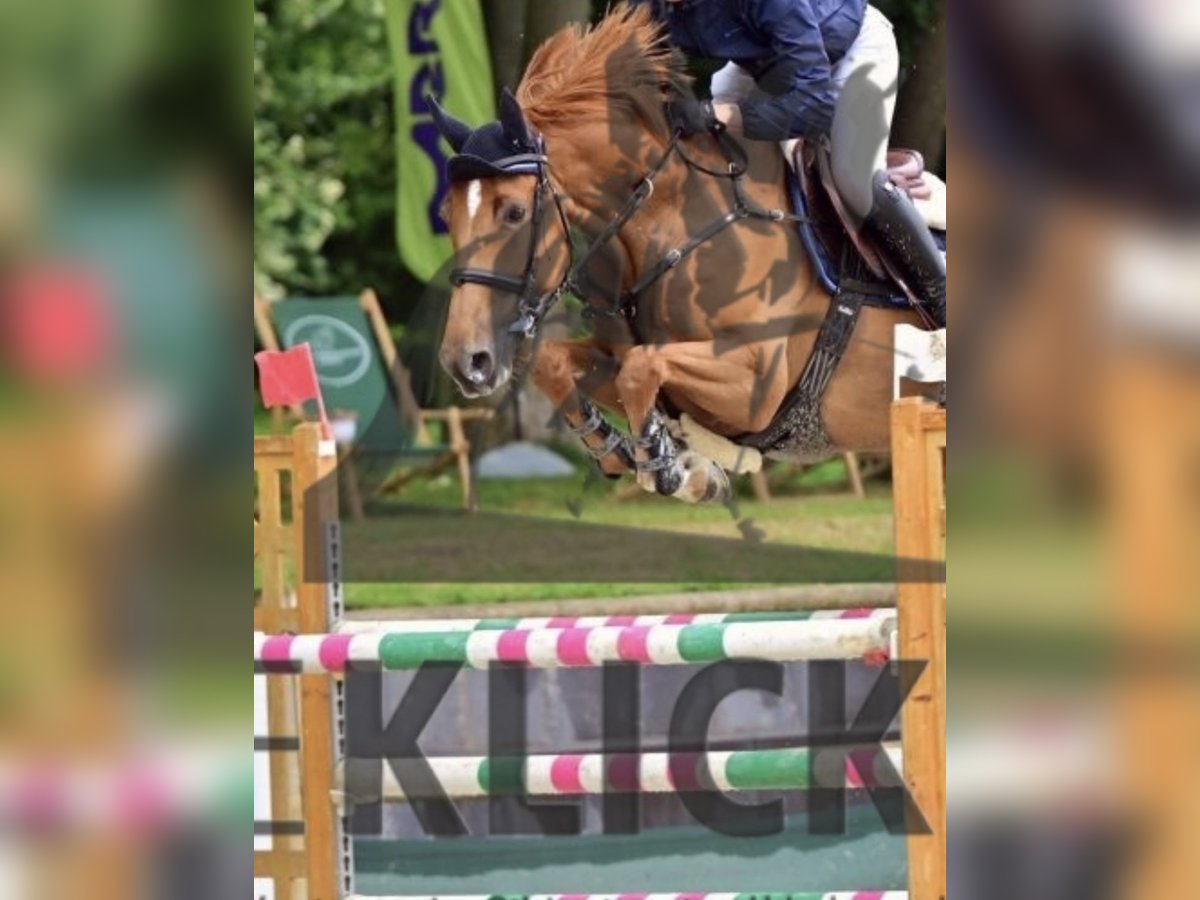 Caballo de deporte belga Yegua 8 años 168 cm Alazán in Zeitlofs