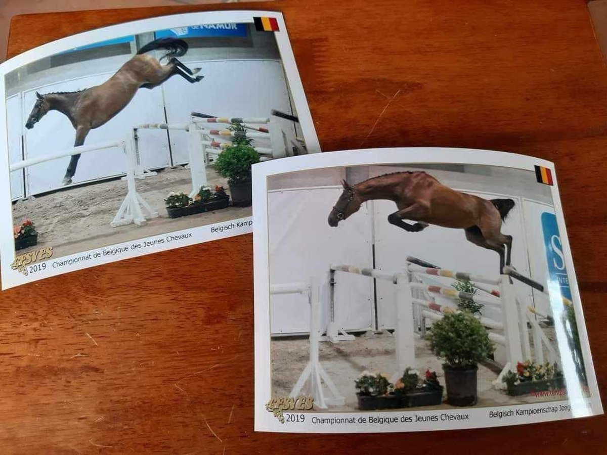 Caballo de deporte belga Yegua 9 años 167 cm Castaño rojizo in La Terrasse