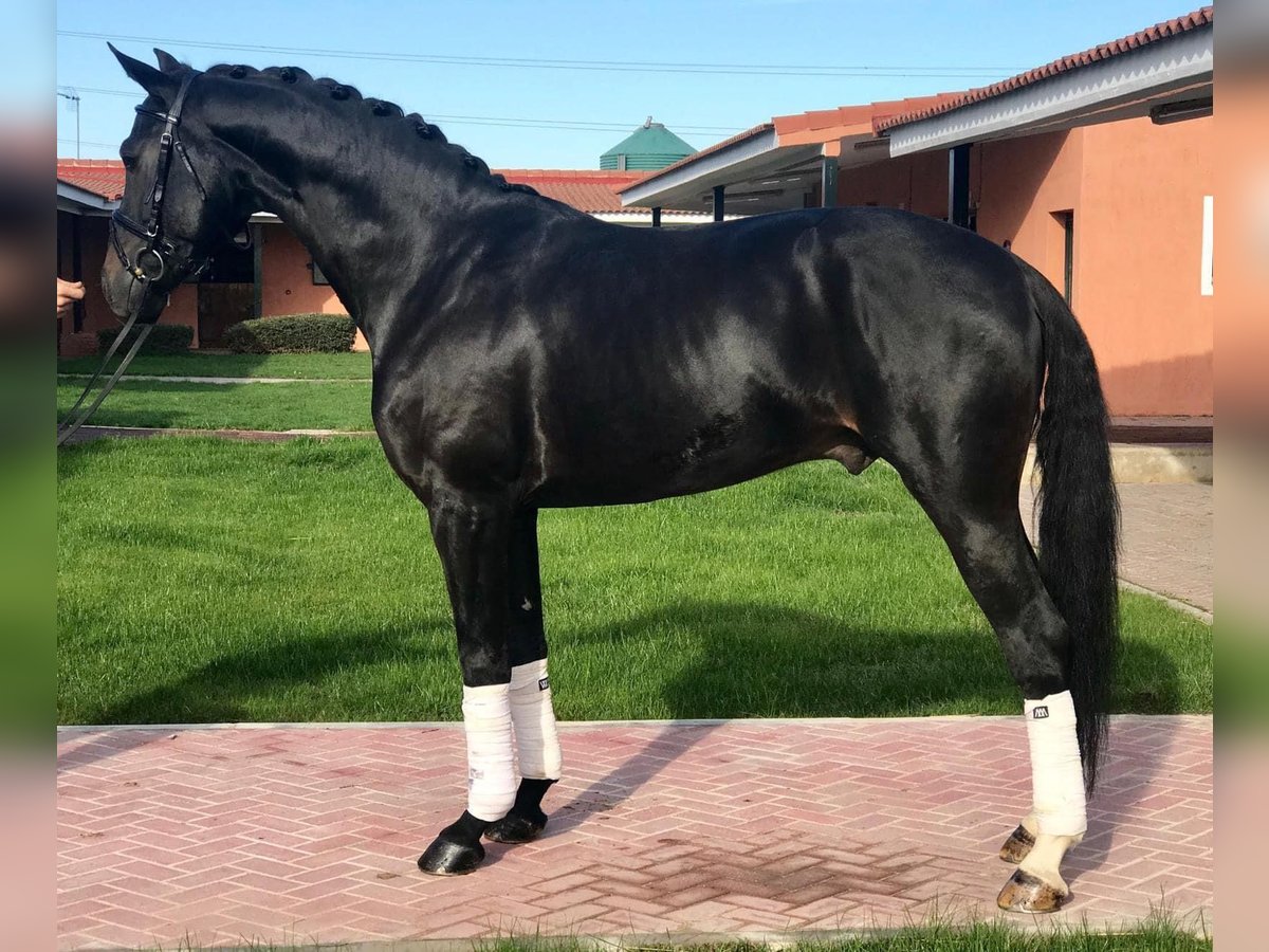 Caballo de deporte español Caballo castrado 11 años 165 cm Negro in Madrid