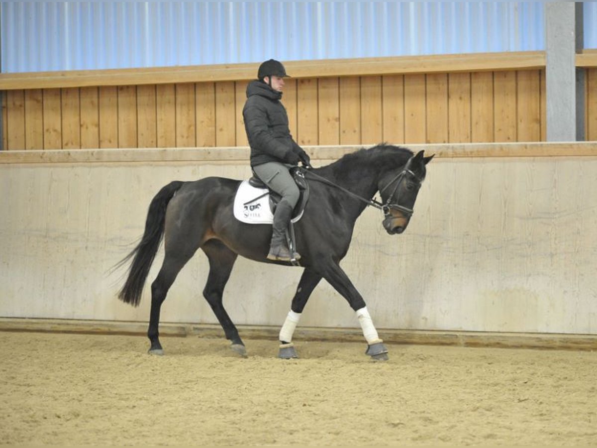 Caballo de deporte español Caballo castrado 11 años 168 cm Castaño oscuro in Wellheim