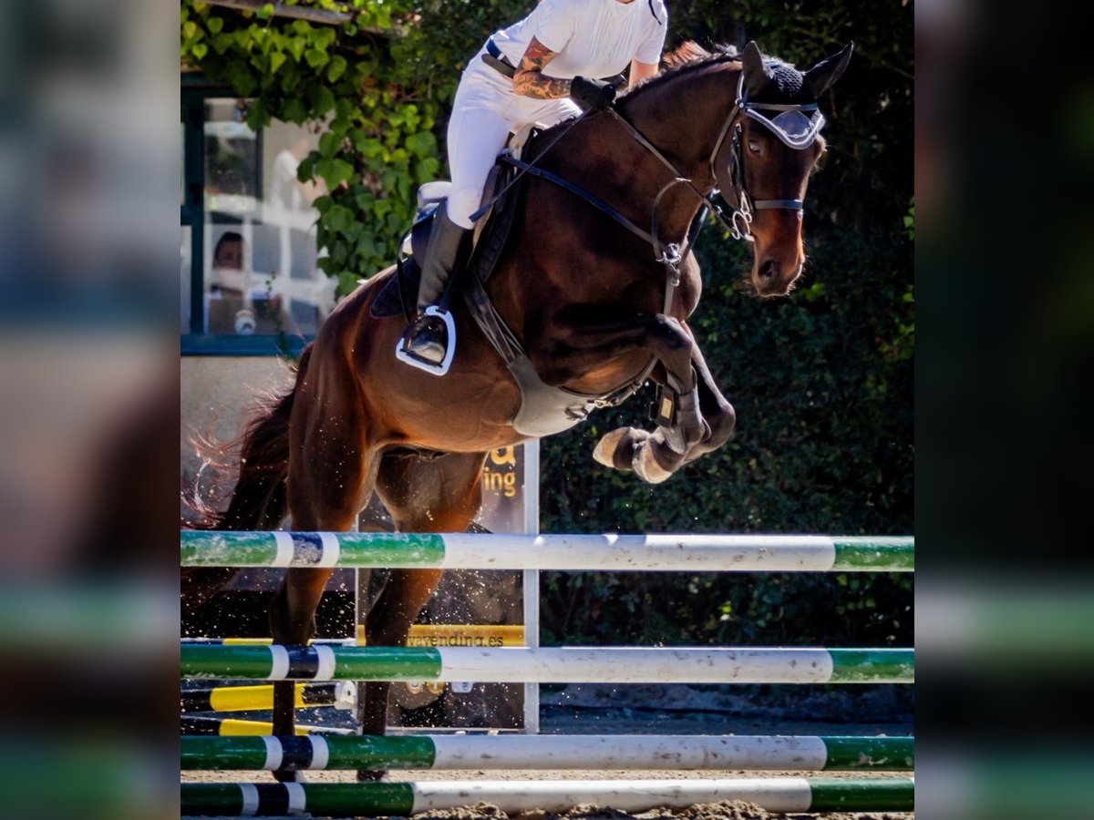 Caballo de deporte español Caballo castrado 11 años Castaño oscuro in Montouto (Santa Cristina)