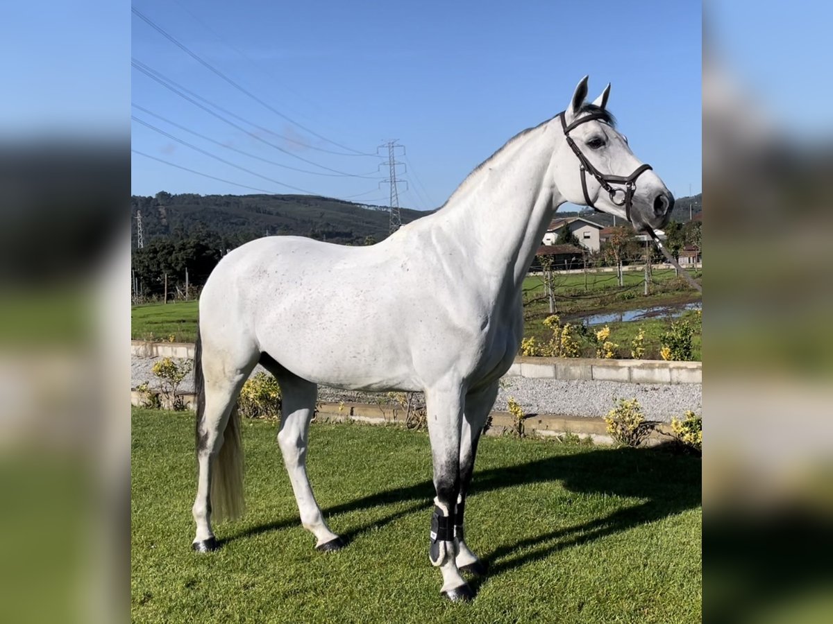 Caballo de deporte español Caballo castrado 12 años 163 cm Tordo in Sobrado, Valongo