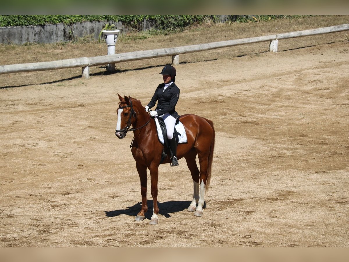 Caballo de deporte español Caballo castrado 12 años 168 cm Alazán in Golada, A (Ramallosa)
