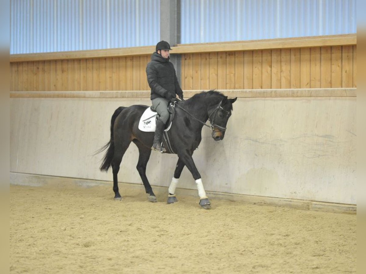 Caballo de deporte español Caballo castrado 12 años 168 cm Morcillo in Wellheim