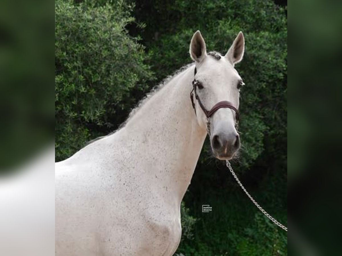 Caballo de deporte español Caballo castrado 12 años 168 cm Tordo picazo in Palma De Mallorca