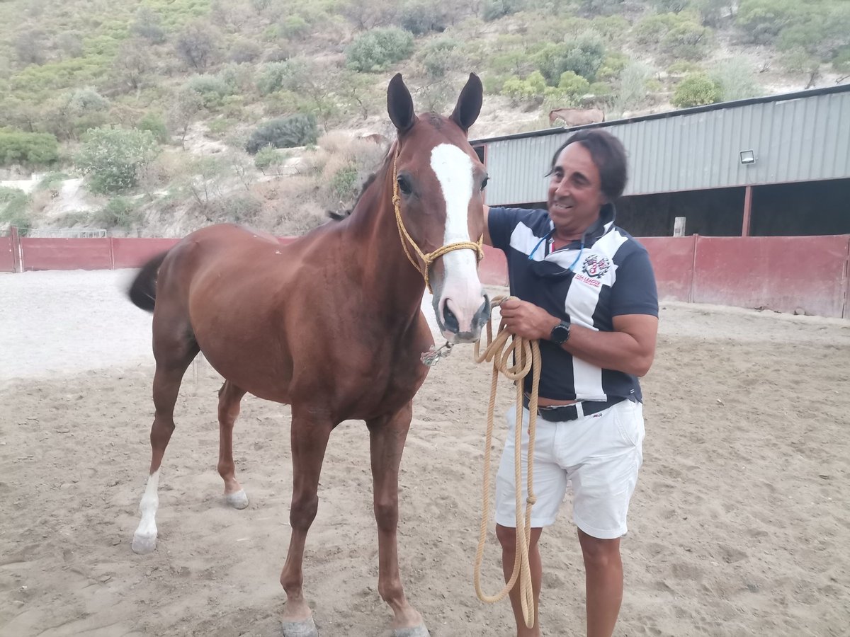 Caballo de deporte español Caballo castrado 12 años Alazán in Sierra, La (Baena)