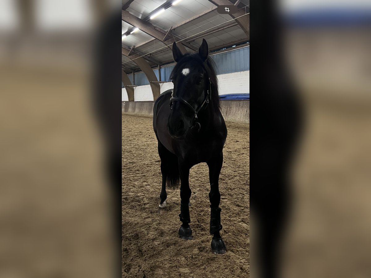 Caballo de deporte español Caballo castrado 13 años 155 cm Negro in Hamburg Osdorf