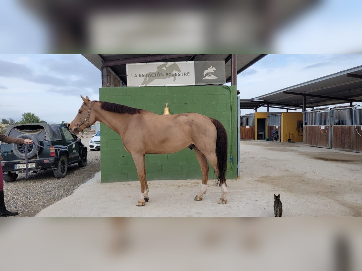 Caballo de deporte español Caballo castrado 13 años 166 cm Alazán in MURCIA