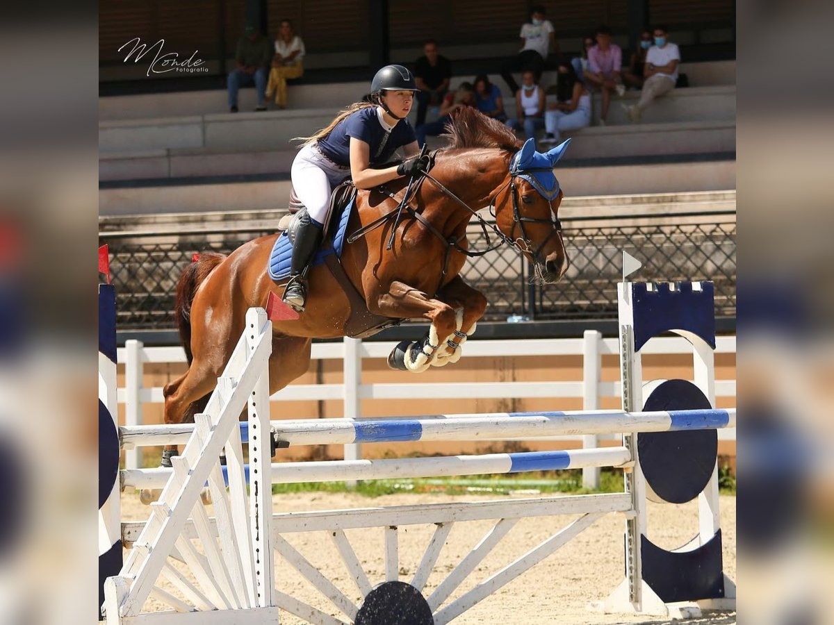 Caballo de deporte español Caballo castrado 13 años 167 cm Alazán in lorca