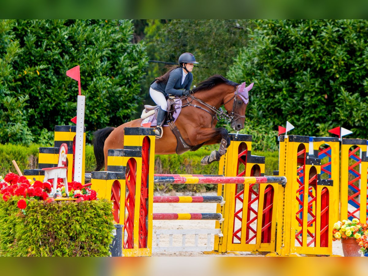 Caballo de deporte español Caballo castrado 13 años 170 cm Castaño in Mos (Santa Eulalia)