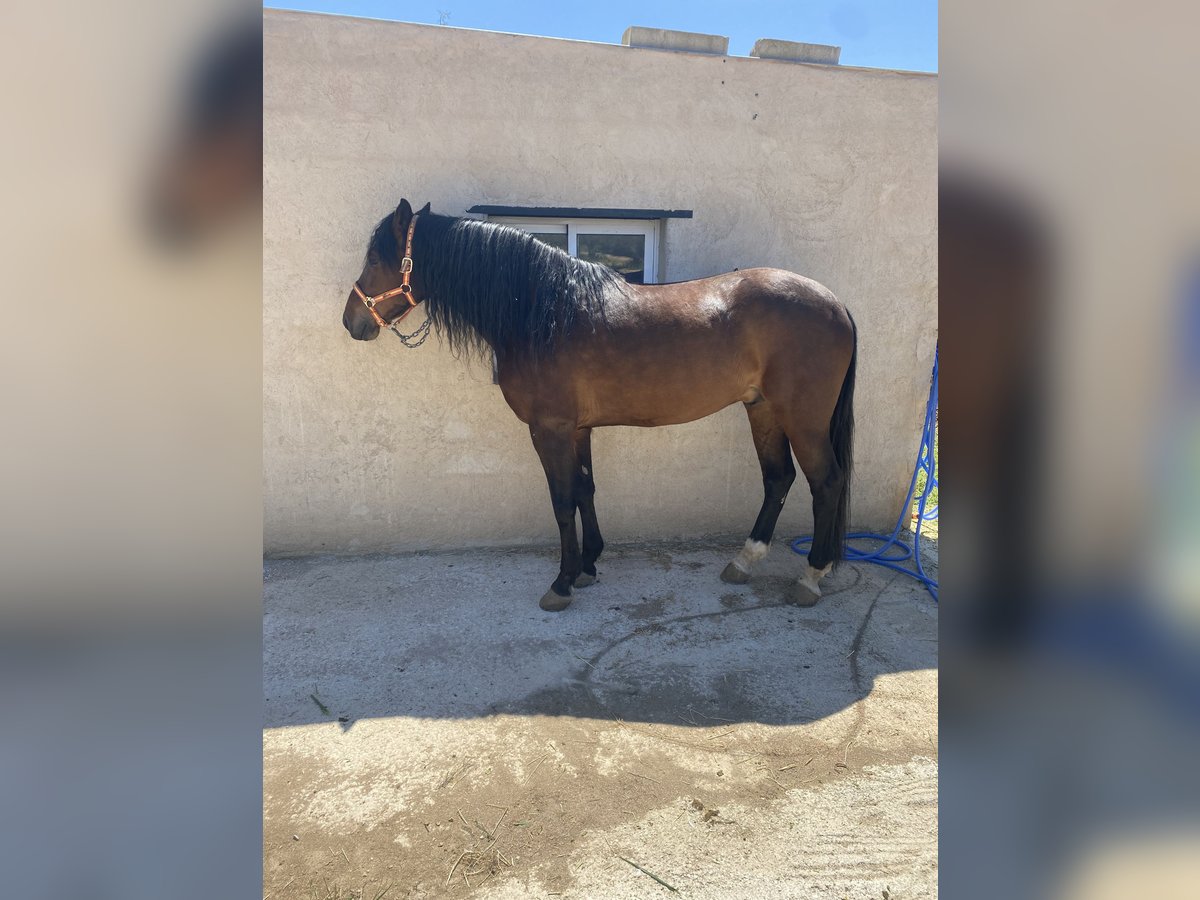 Caballo de deporte español Caballo castrado 13 años Castaño oscuro in Yecla