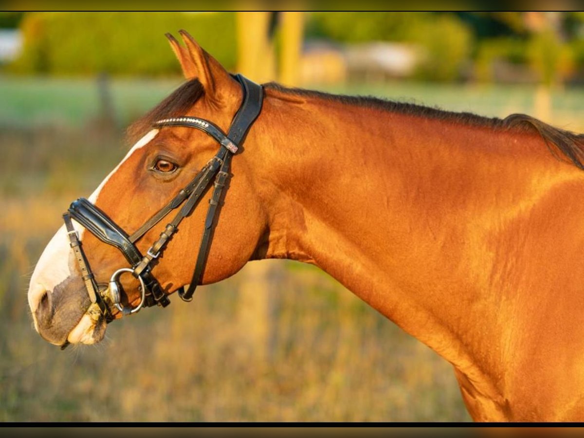 Caballo de deporte español Mestizo Caballo castrado 14 años 150 cm Castaño claro in Moersoers