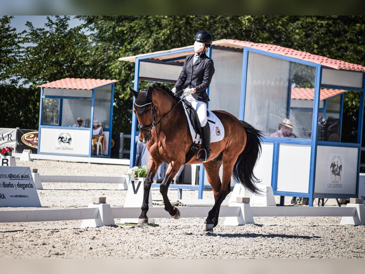 Caballo de deporte español Caballo castrado 14 años 163 cm Castaño in Cabanillas Del Campo