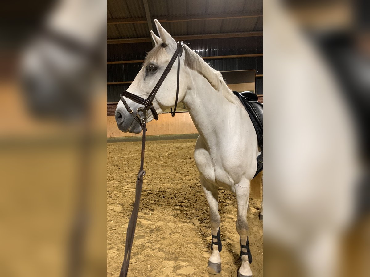 Caballo de deporte español Caballo castrado 14 años 163 cm Tordo in Krefeld