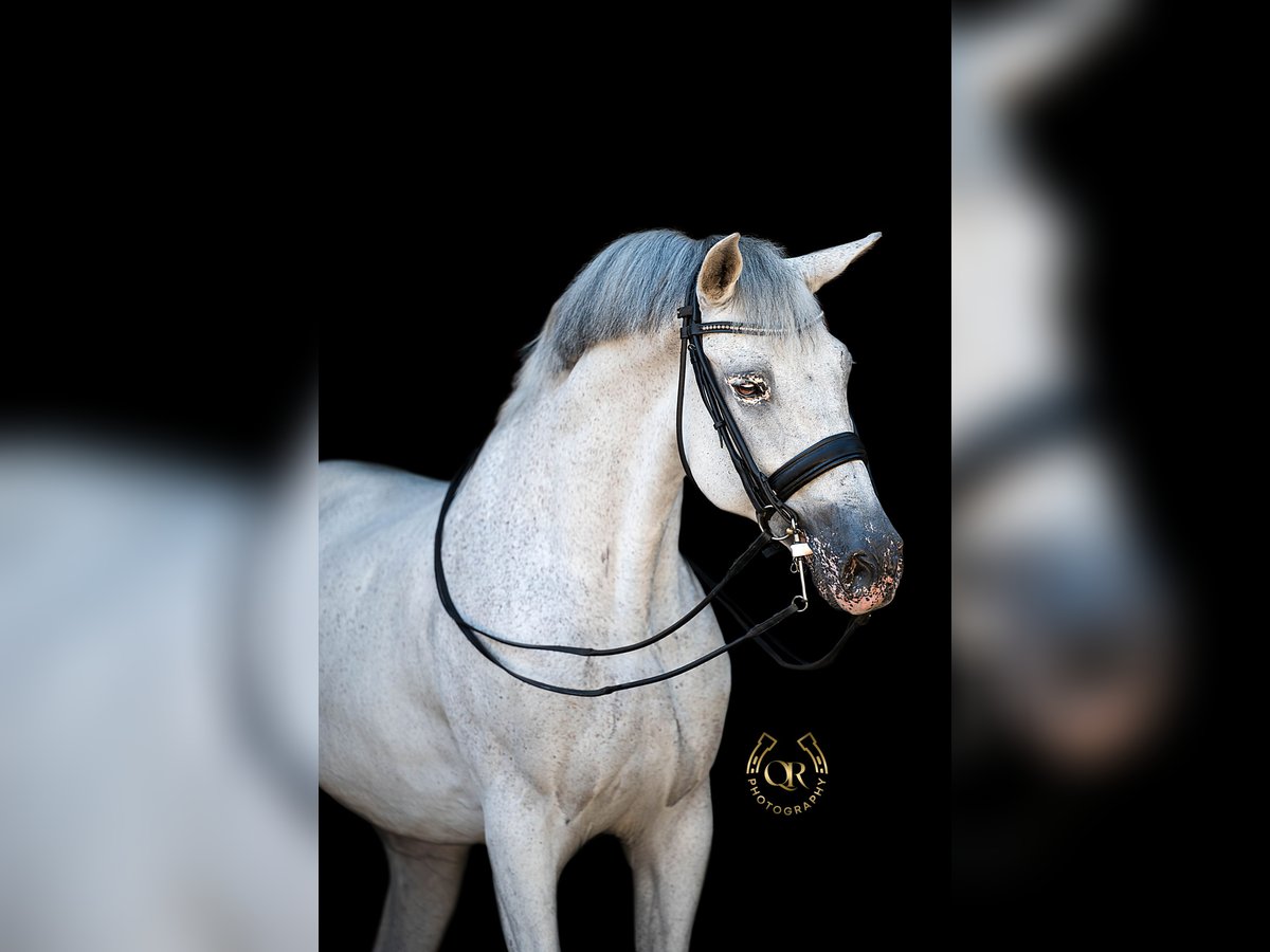 Caballo de deporte español Caballo castrado 14 años 169 cm Tordo in Heiloo