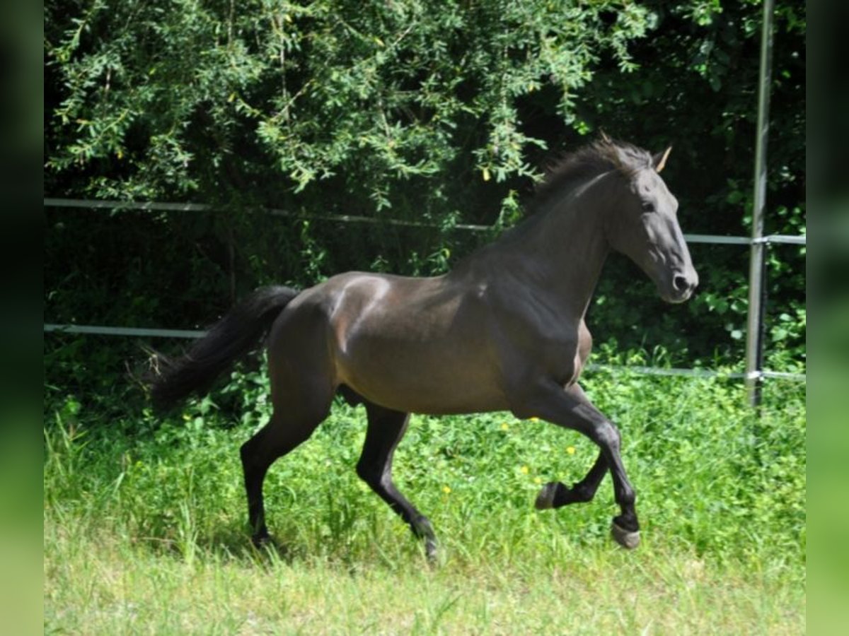 Caballo de deporte español Caballo castrado 15 años 165 cm Negro in Inning am Ammersee