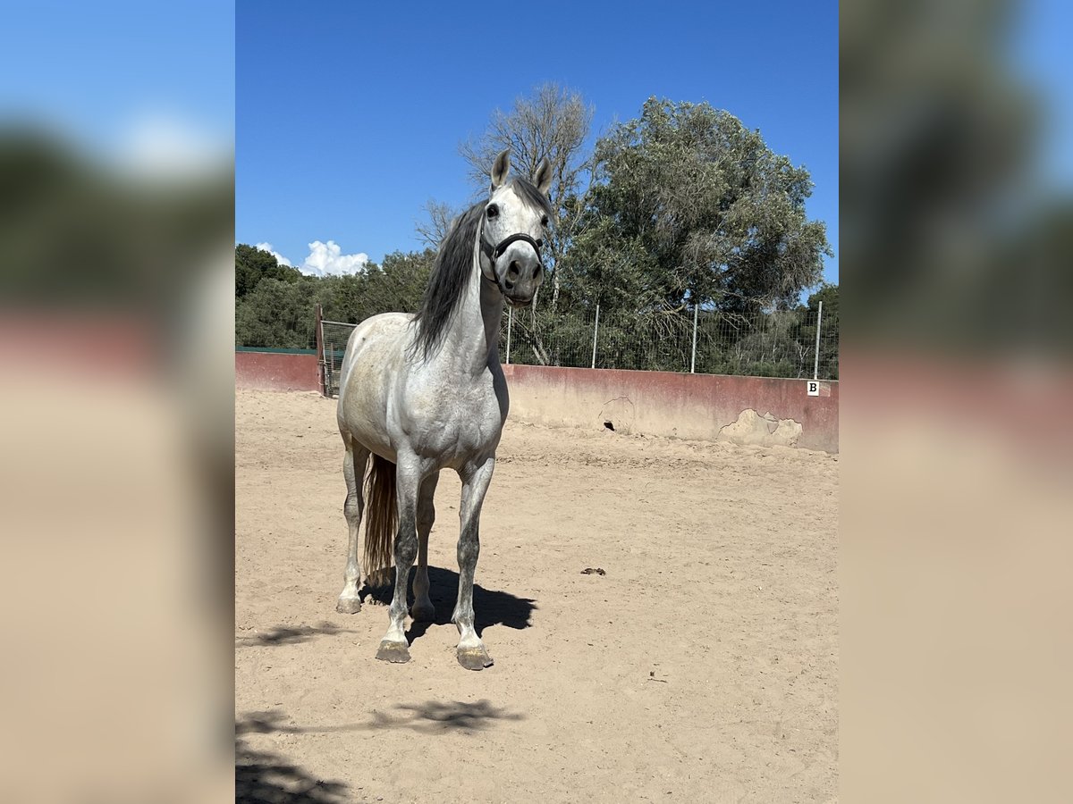 Caballo de deporte español Caballo castrado 15 años 165 cm Tordo in Es Pitlari