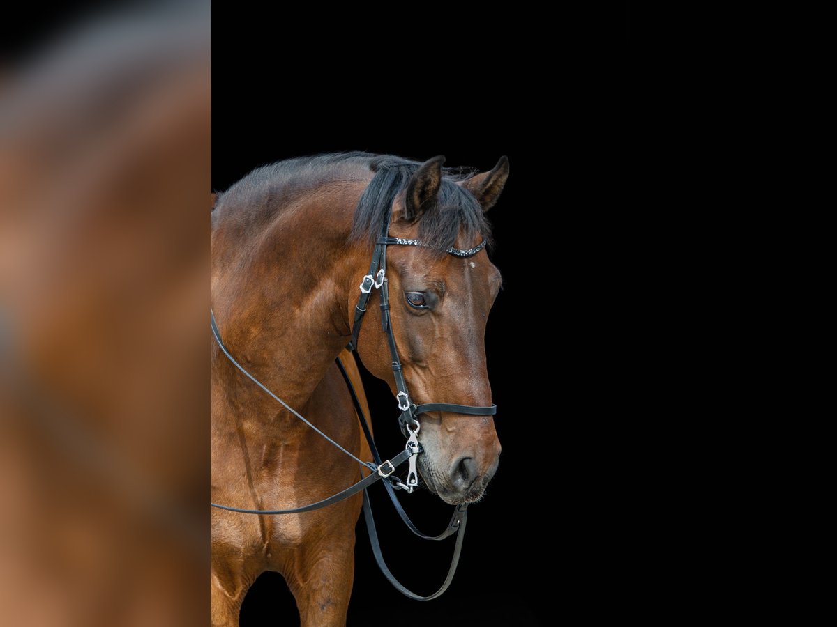 Caballo de deporte español Caballo castrado 20 años 156 cm Castaño in Gr. Dahlum