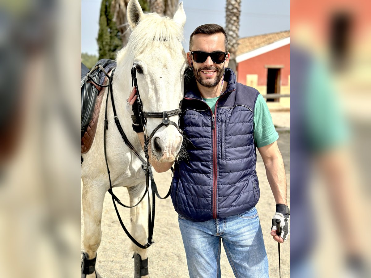 Caballo de deporte español Caballo castrado 23 años Tordo in Buñol