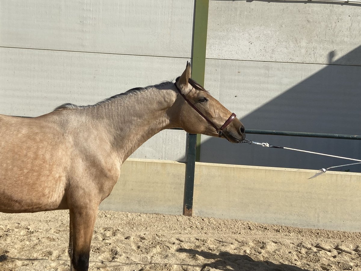 Caballo de deporte español Caballo castrado 2 años 158 cm Bayo in Vegas Altas