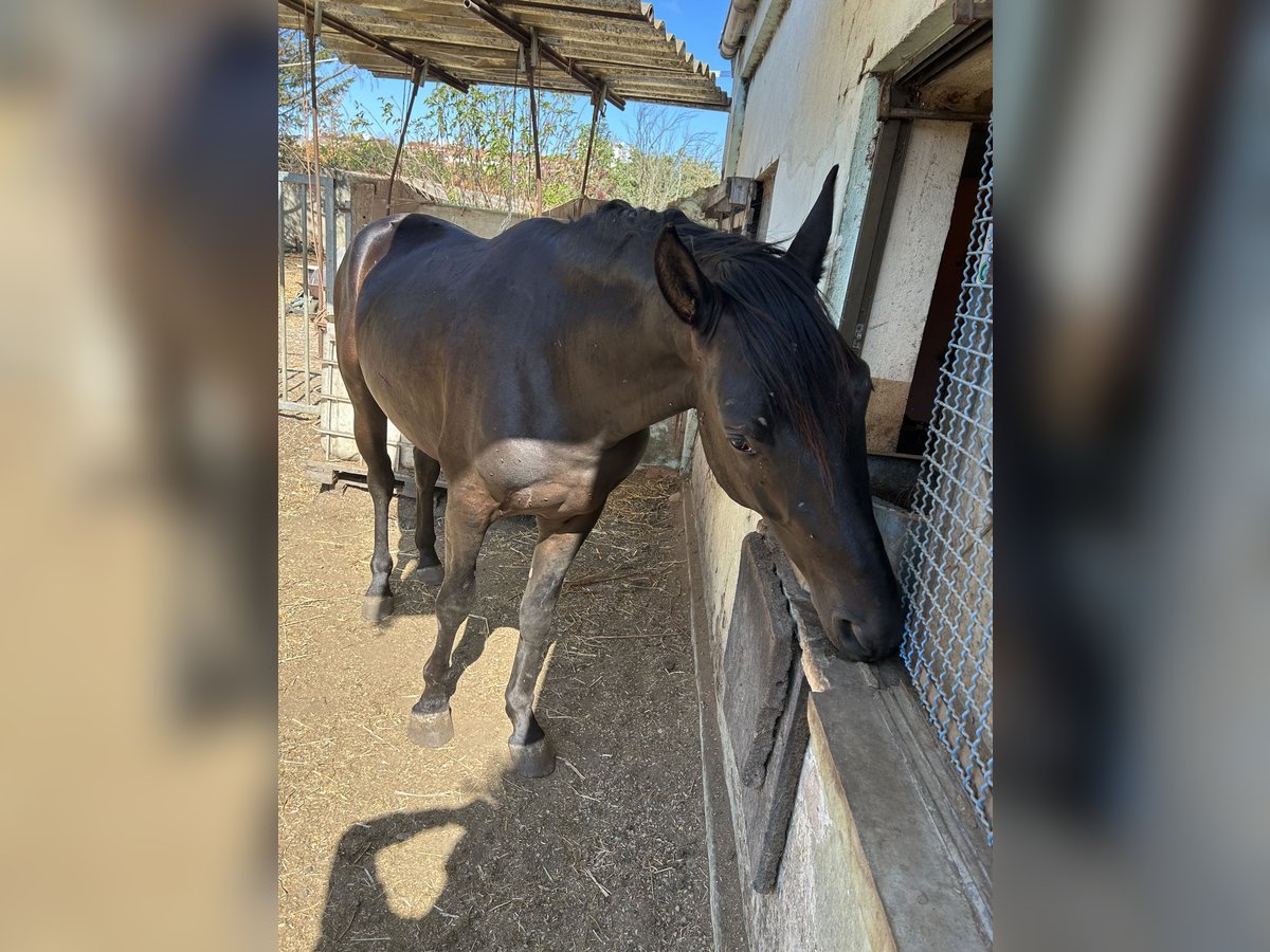 Caballo de deporte español Caballo castrado 3 años 161 cm Negro in Pamplona/Iruña Caballo de deporte español Caballo castrado 3 años 161 cm Negro in Pamplona/Iruña