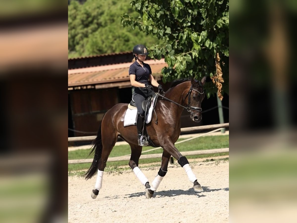 Caballo de deporte español Caballo castrado 3 años 168 cm Castaño oscuro in Ullastrell