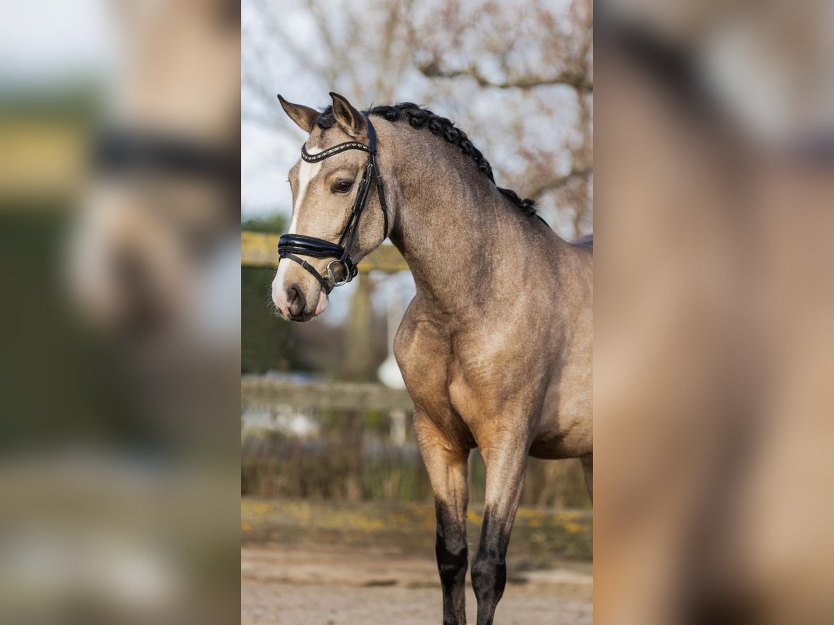 Caballo de deporte español Caballo castrado 4 años 154 cm Buckskin/Bayo in sm