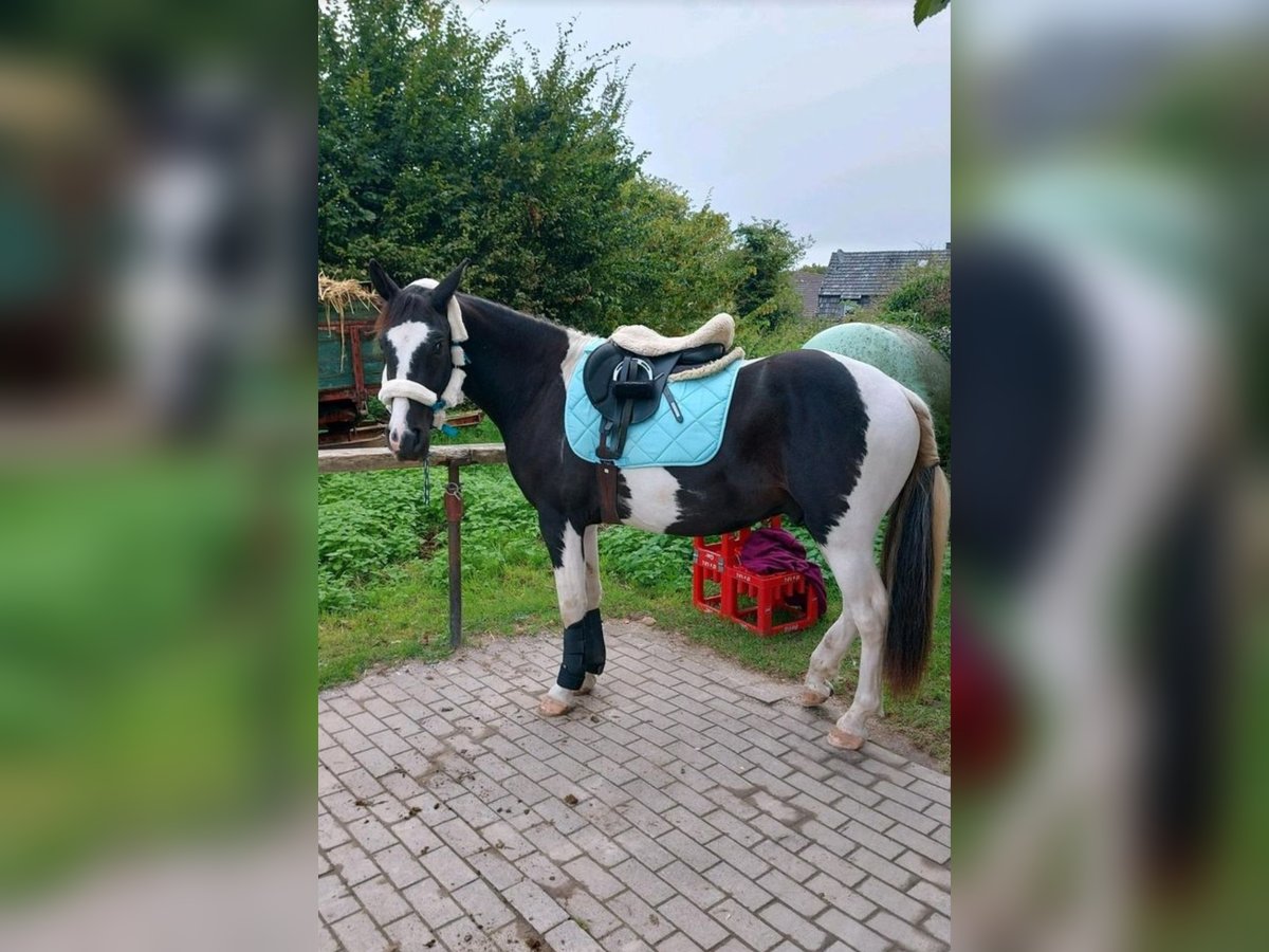 Caballo de deporte español Mestizo Caballo castrado 4 años 155 cm Pío in Hückelhoven