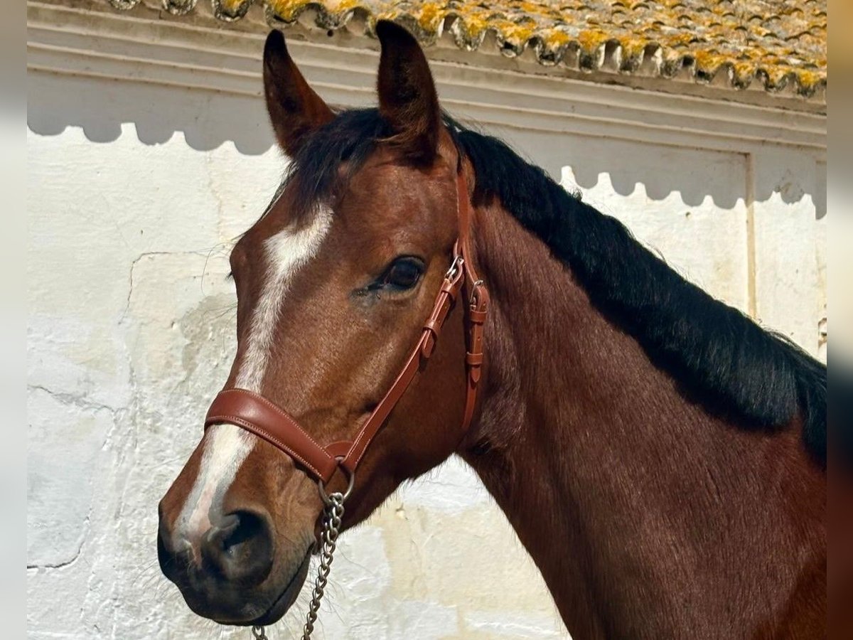 Caballo de deporte español Caballo castrado 4 años 158 cm Castaño in Jerez De La Frontera