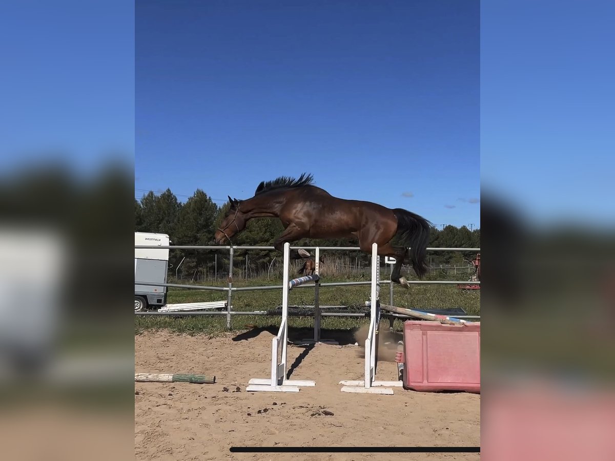 Caballo de deporte español Caballo castrado 4 años 178 cm Castaño in Vimbodi