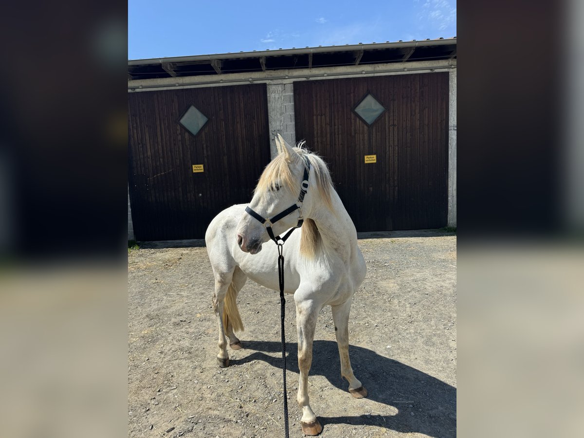 Caballo de deporte español Caballo castrado 5 años 150 cm Tordo in Tann