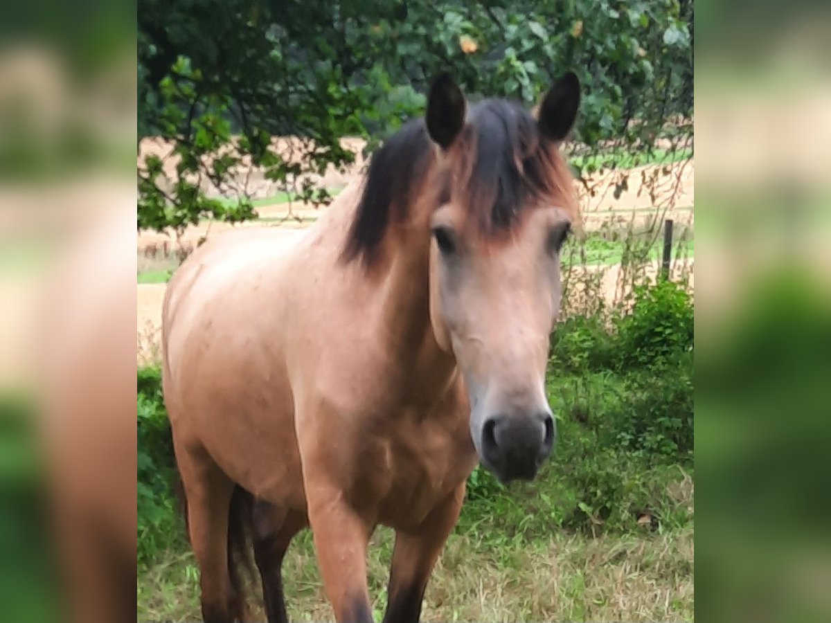 Caballo de deporte español Caballo castrado 5 años 158 cm Buckskin/Bayo in Bad Mergentheim