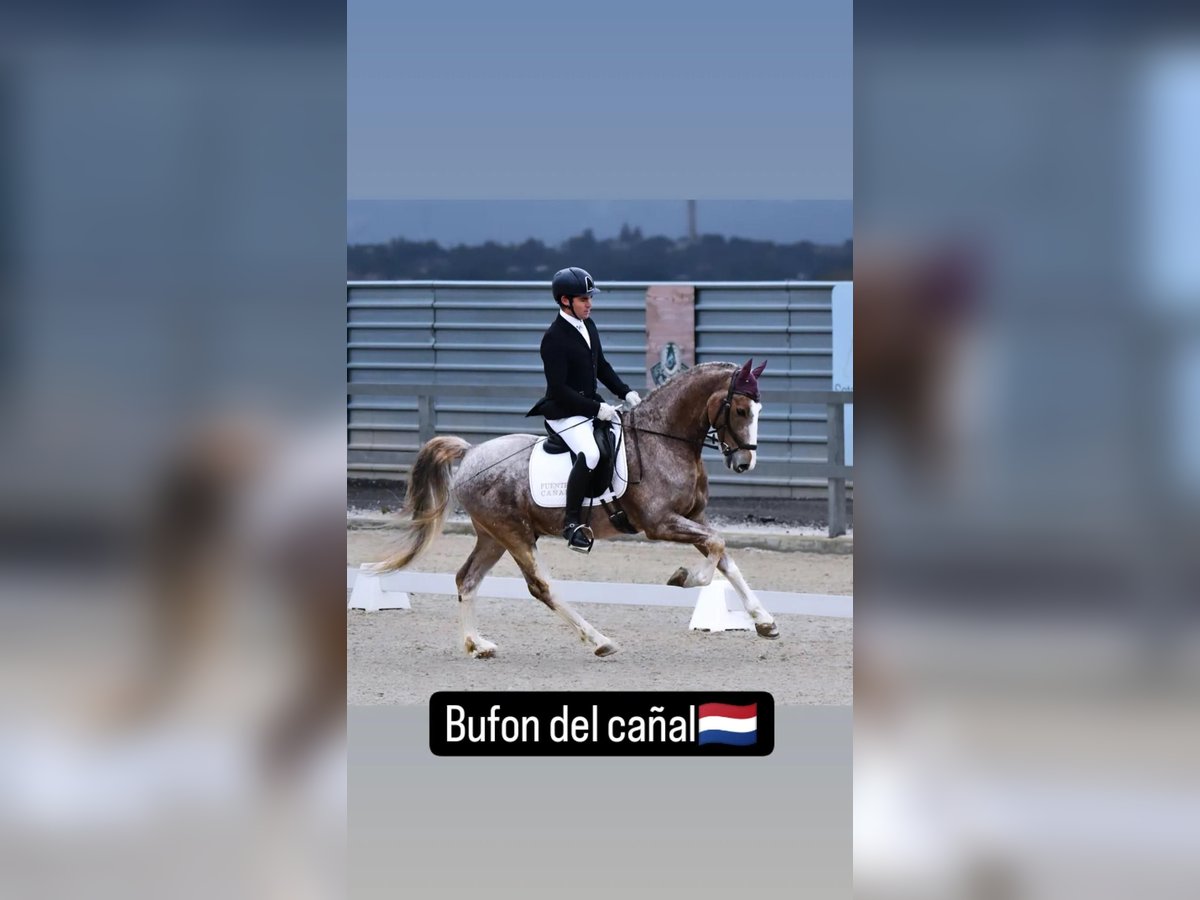 Caballo de deporte español Caballo castrado 5 años 159 cm Tordo ruano in Fresnedillas De La Oliva