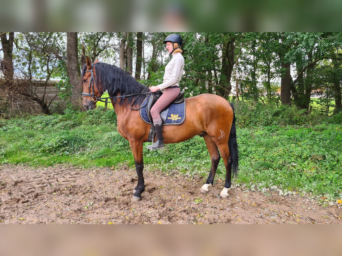 Caballo de deporte español Caballo castrado 5 años 166 cm Castaño in Neuburg an der Donau