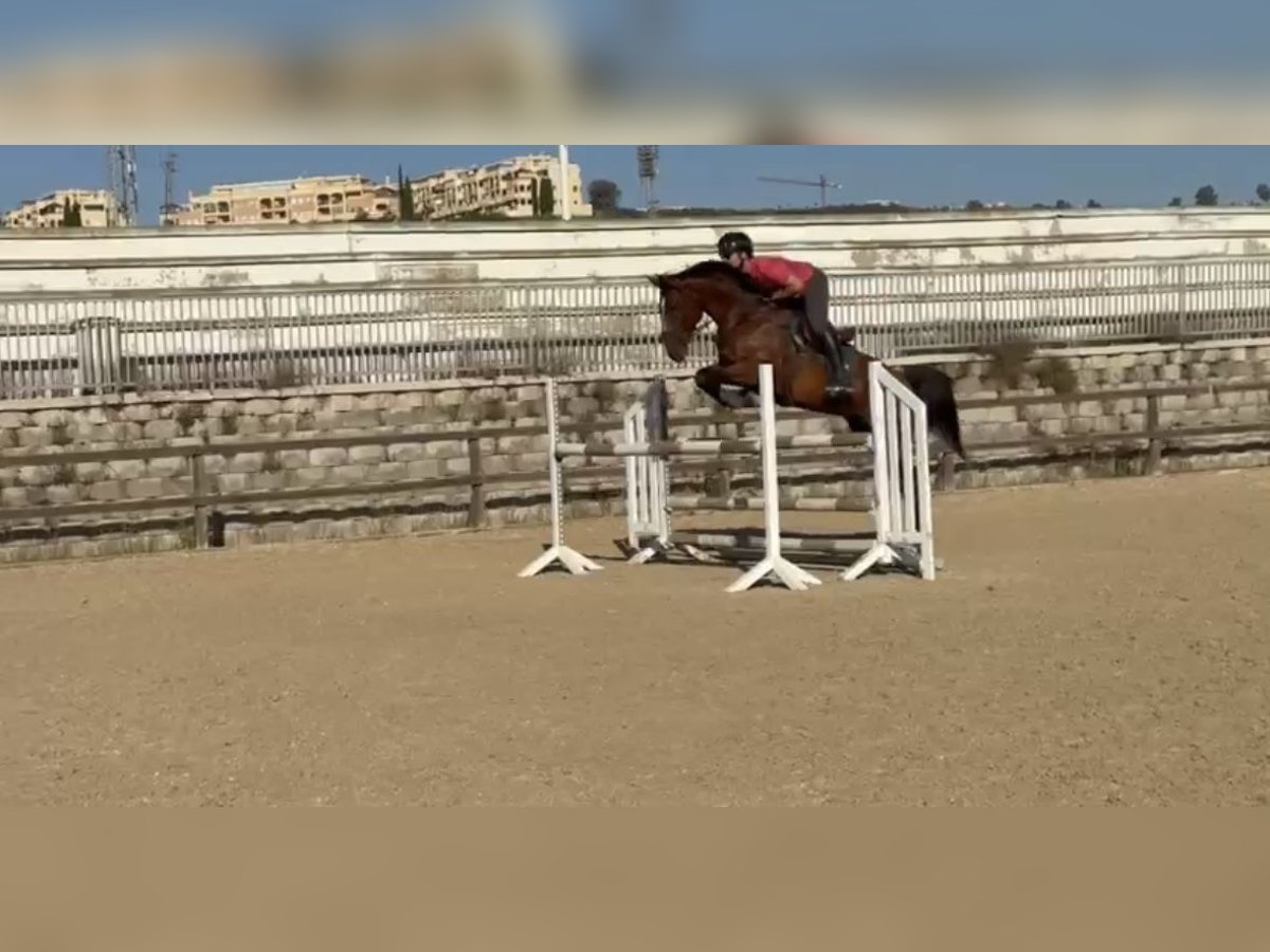 Caballo de deporte español Caballo castrado 5 años 168 cm Castaño oscuro in Pozuelo De Alarcon