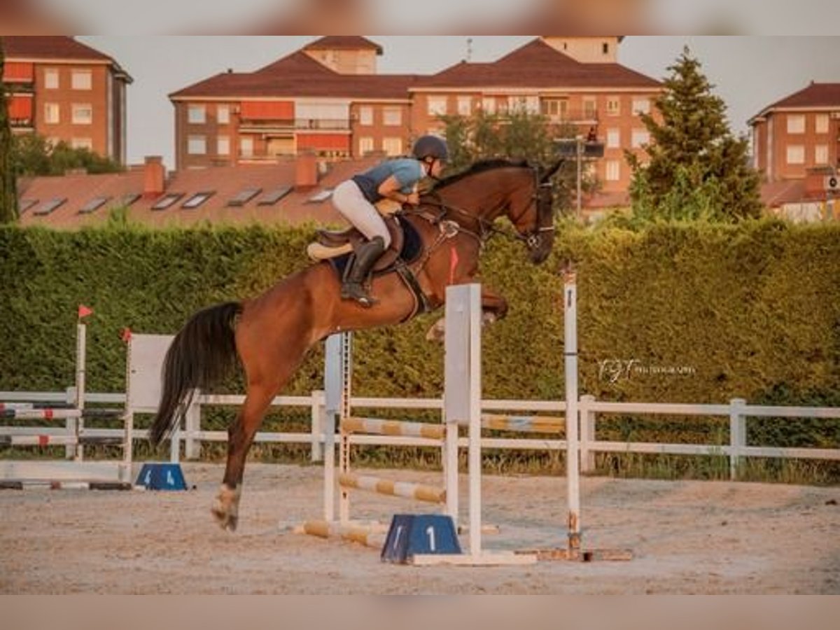 Caballo de deporte español Caballo castrado 5 años 170 cm Castaño in Alcorcon