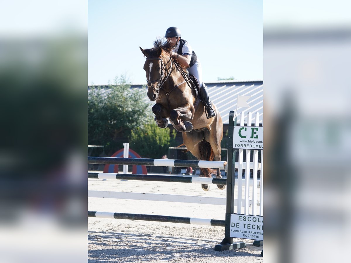 Caballo de deporte español Caballo castrado 5 años 172 cm Castaño oscuro in Castellon De La Plana/Castello De La Pla