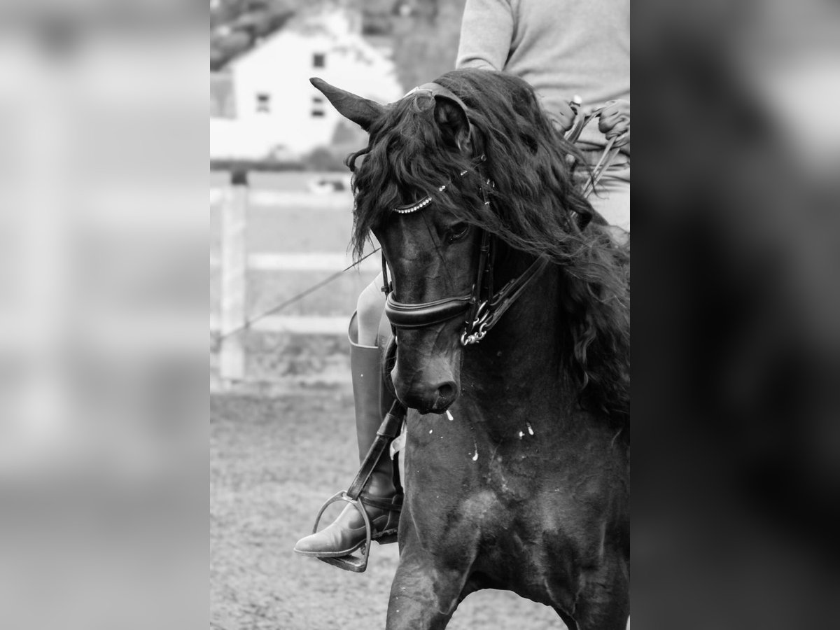 Caballo de deporte español Caballo castrado 6 años 160 cm Negro in Manchester