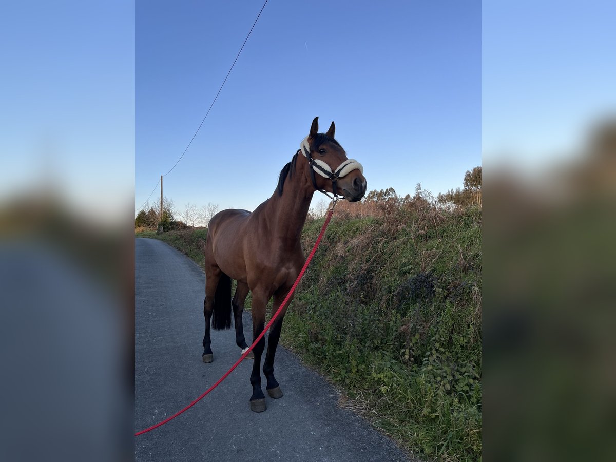 Caballo de deporte español Caballo castrado 6 años 163 cm Castaño claro in Sombreu