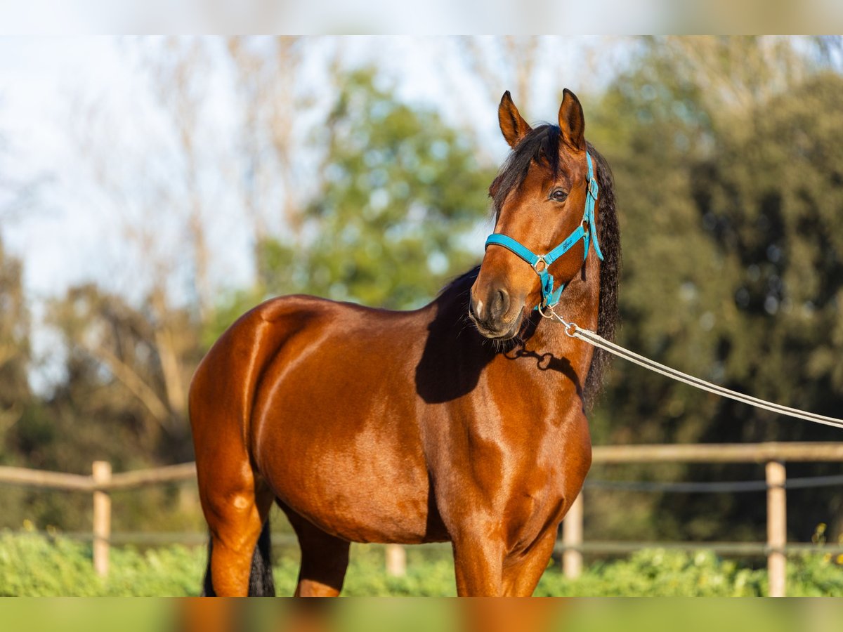 Caballo de deporte español Caballo castrado 6 años 170 cm Castaño in Cardedeu