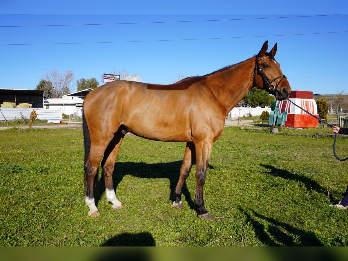 Caballo de deporte español Caballo castrado 6 años 174 cm Castaño in Alcorcon